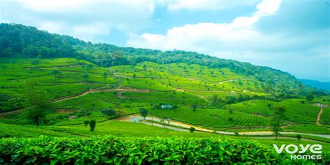 Find The Best Tea Plantations & Tea Bungalows In Munnar - Voyehomes