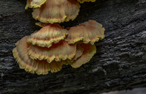 Turkey Tail Mushroom Benefits to Health - Minneopa Orchards