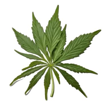 Cannabis Leaf Isolated On White Background With Clipping Path Top View, Cannabis Leaf Isolated ...