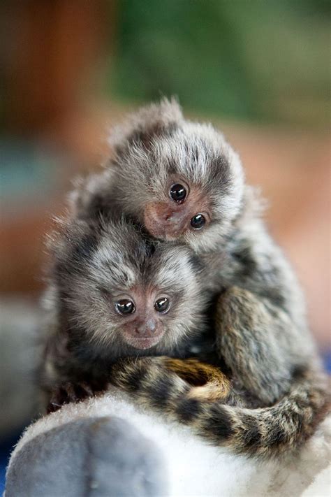 910 best Apes & Monkeys images on Pinterest | Monkeys, Animal babies and Wild animals