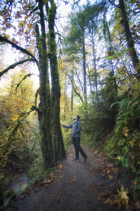 Insider Tips: Forest Bathing - Forest Park Conservancy