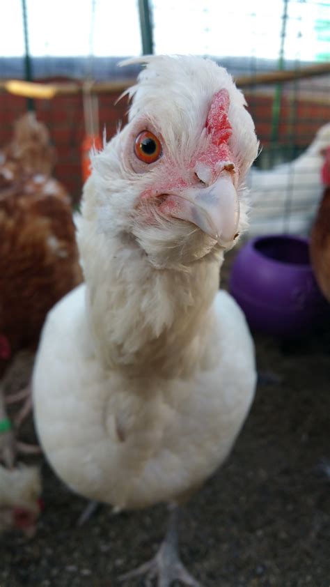 Hybrid For Sale | Chickens | Breed Information | Omlet