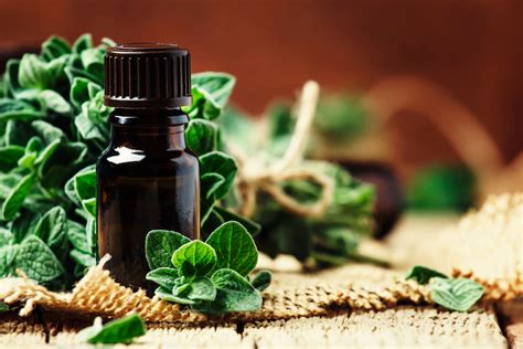 Marjoram Essential Oil: 10 Reasons Why You Should Buy You a Bottle ...