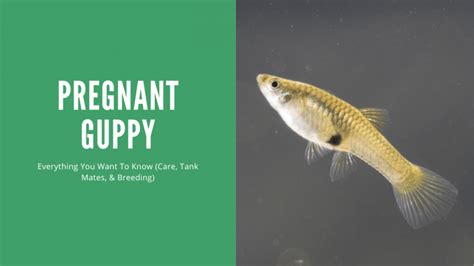 Pregnant Guppy - When Do Guppies Have Babies - AquariumStoreDepot