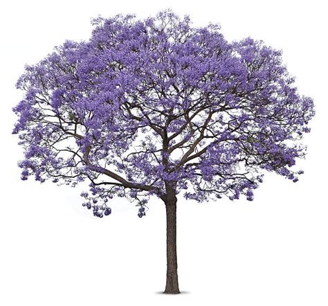 Jacaranda Tree Tattoo