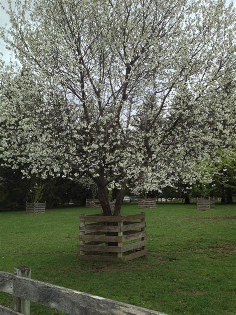 Cherry Time! - Living History Farms Blog