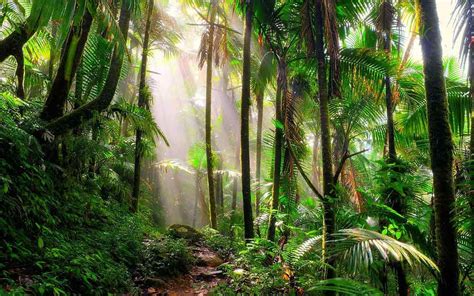 Selva tropical - Características, flora, fauna - The Free Nature