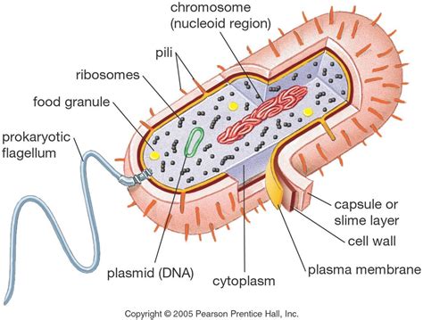 Structure of Bacteria Diagram | Quizlet