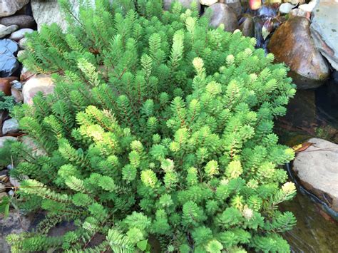 Red Stemmed Dwarf Parrot Feather – Home Raised Aquatics & Plants