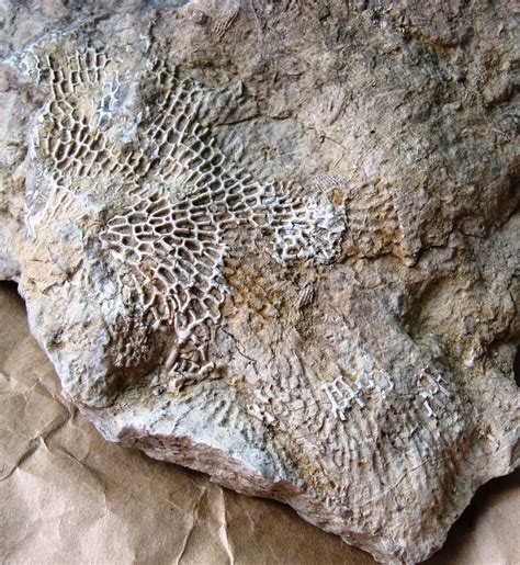 Pennsylvanian Bryozoan Fan - Fossil ID - The Fossil Forum