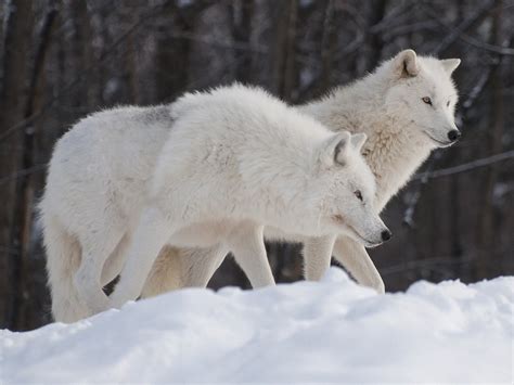 🔥 [70+] Arctic Wolf Wallpapers | WallpaperSafari