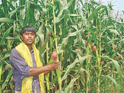 Maize cultivation on sharp rise | The Daily Star