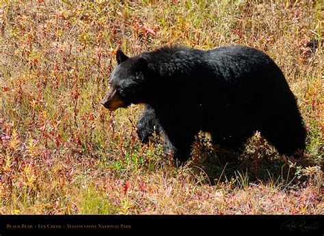 Yellowstone Black Bear: Black and Cinnamon Adults and Cubs