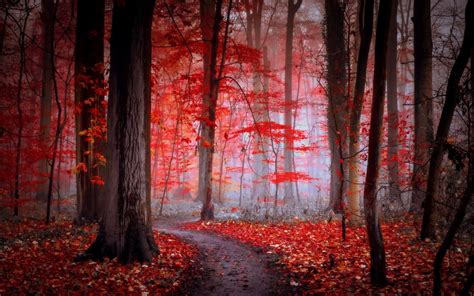 Red Forest Wallpapers - Top Free Red Forest Backgrounds - WallpaperAccess