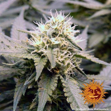 ! CRITICAL KUSH - REGULAR™ Cannabis Seeds | BARNEYS FARM®