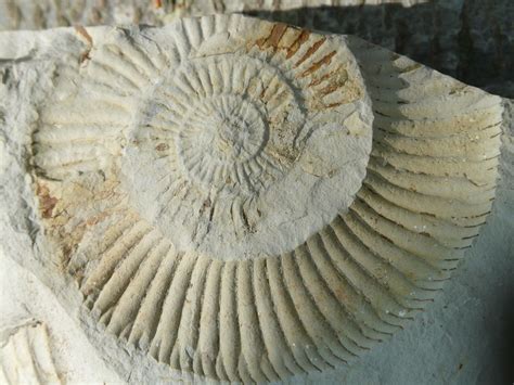 Fossils Ammonites Stones · Free photo on Pixabay