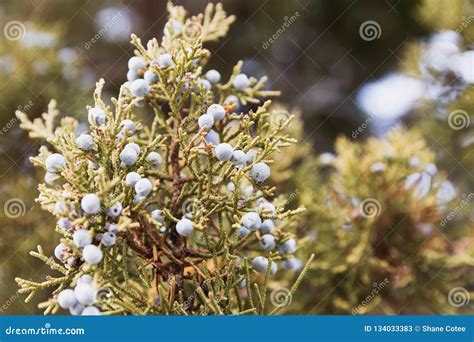 Juniper Tree Branches, Juniper Berries, Western Juniper Berry Tree Stock Image - Image of smoke ...