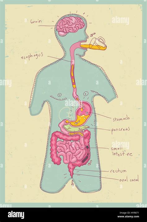 vector illustration of human digestive system for kids Stock Vector Image & Art - Alamy