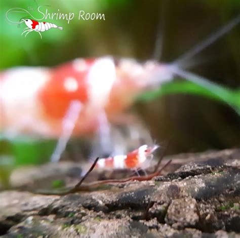 Shrimp Breeding Season