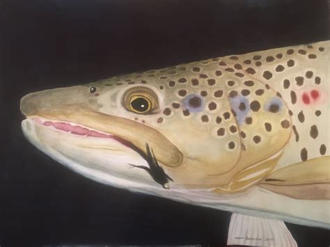 TROUT, BROWN MALE WATERCOLOR | Alberta, Watercolor, Trout