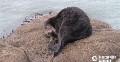 Rare Video Captures Wild Sea Otter Giving Birth | HuffPost Weird News