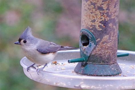 Winter bird feeding tips and tricks - EverybodyAdventures