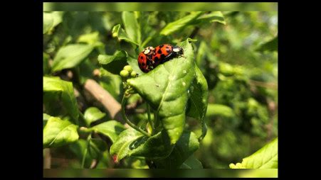 California ladybug swarm dozens of miles wide shows up on radar