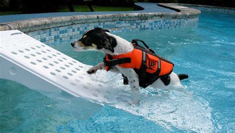 Top 7 Best Dog Pool Ramps [Updated 2023]