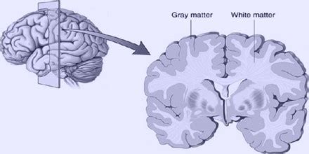 Grey Matter - Assignment Point