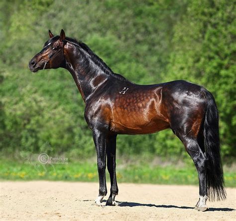 Seal Brown Horse | horse riding horses horse photos horse breeds beautiful horses brown ...