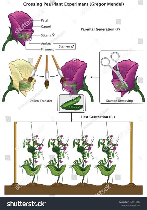 Mendel Genetic Concept Crossing Pea Plant Experiment Parental Generation and Pea Flower Parts ...