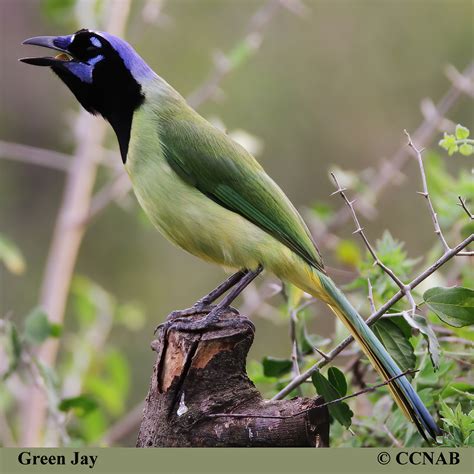 Green Jay (Cyanocorax yncas)