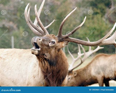 Elk Wapiti Bull Antlers Stock Images - Image: 1392984