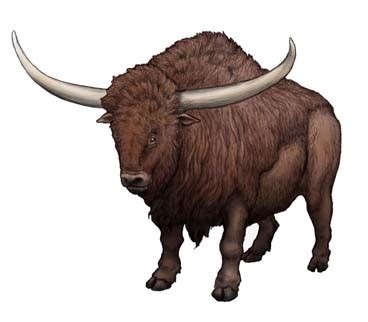 The giant Ice age Bison, Bison latifrons (1825)... - The Evolution of Life on Earth