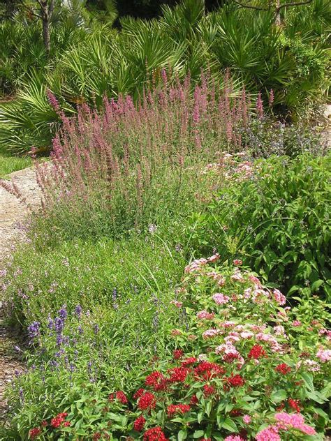 Annuals: Pentas (not an annual except in the North), 1 by DaleTheGardener