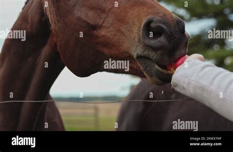 Horse eating an apple Stock Videos & Footage - HD and 4K Video Clips ...