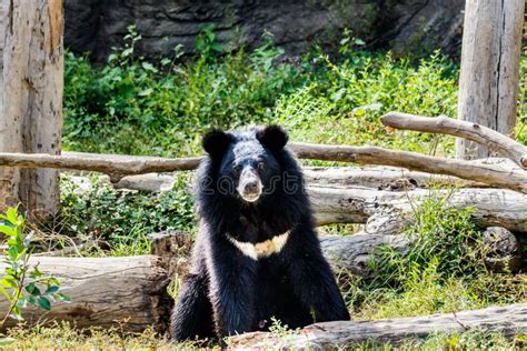 Black bear in the forest. stock image. Image of evening - 82034635