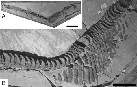 Anatomy and Evolution of Heterocercal Tail in Lamniform Sharks - Kim ...