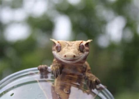 Crested Gecko Lighting Needs and Requirements