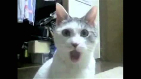 the cat shocked by your face - YouTube