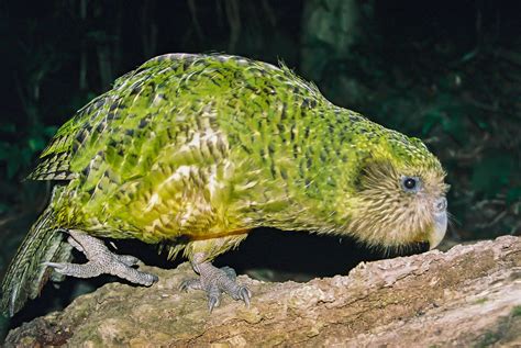 Flash sul mondo ... di tutto, di più: Il Kakapo, il pappagallo notturno che non sa volare