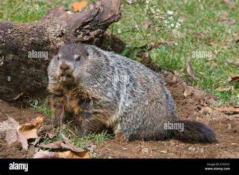 Woodchuck aka Groundhog Marmota monax digging at den E USA Stock Photo: 49543005 - Alamy