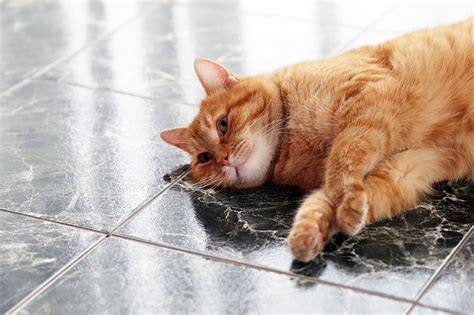 Feline Pancreatitis May Be Chronic - Catwatch Newsletter