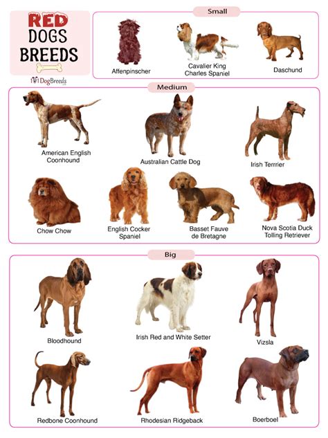 List of Red Dog Breeds With Pictures | 101DogBreeds.com