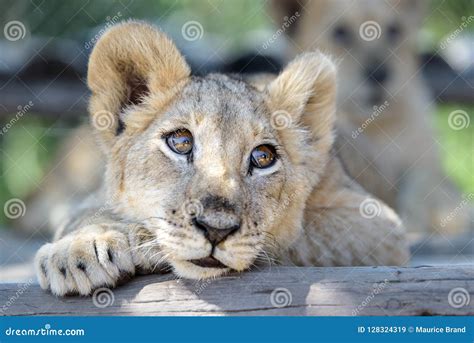 Sleepy Cute Lion Cub Lying Down on Tree Stock Image - Image of lying, trees: 128324319