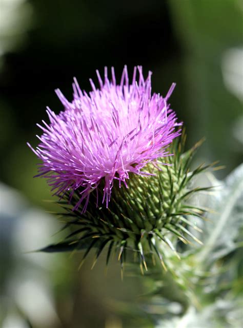 5 Favorites: Garden-Friendly Thistles - Gardenista