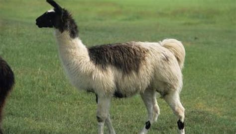 What Is the Habitat of a Llama? | Animals - mom.me