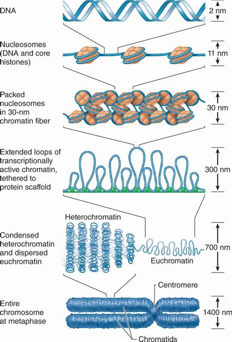 Eukaryotic Chromosome Structure Chromatin Chromatid Dna Condensation