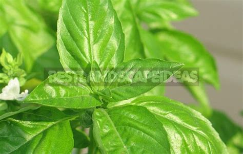 How To Plant And Care For Basil - Best Landscape Ideas