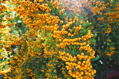 Pyracanthas Can Be Pruned Relatively Hard To Restore A Neat Framework Of Branches | Horticulture ...